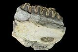 Fossil Edmontosaurus (Hadrosaur) Jaw Section - Montana #139198-1